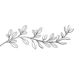 Poster - Leafy branch illustration with delicate leaves and detailed line work creating a botanical plant illustration perfect for nature themed designs