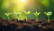 © Pete - Young green plants sprout on fertilized soil. Seedlings grow in sun. Germinating seeds symbolize spring agriculture, healthy eco environment, sustainable development, plant life, biology, success.
