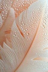 Poster - Delicate peach feather with morning dew drops in macro photography. Pure natural texture showing detailed water droplets on soft plumage surface creates serene atmosphere.