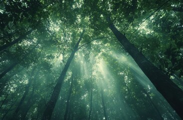 Poster - Sunlight filtering through trees in lush green forest