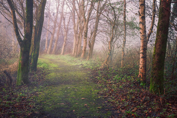 Wall Mural - a path through a forest with foggy mist and leaves on the ground. the path is wet and muddy, and the