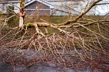 Wall Mural - fallen tree on a footpath in a park. after effect of strong storm or hurricane. damage done by power