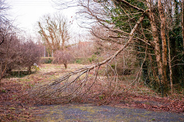Wall Mural - broken tree brunches on a walk park in a forest park after strong hurricane or storm. damage to natu