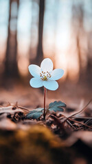 Aufkleber - Delicate white flower growing in the undergrowth of a forest illuminated by the warm light of the setting sun