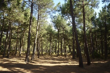 Poster - Tall Pine Trees Surrounded by Sunlight in a Quiet Forest Clearing : Generative AI