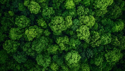 Poster - Lush Green Treescape Aerial View Capturing Vibrant Forest Canopy and Nature's Serenity : Generative AI