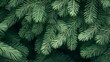 © ona - Vibrant Greenery: Close-Up of Pine Needles and Evergreen Foliage - Perfect for Holiday Season, Winter Landscapes & Natural Backgrounds