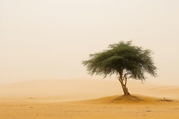 Poster - Isolated tree in desert dunes under soft sunlight with hazy atmosphere creating a peaceful natural scene : Generative AI
