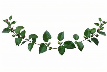 Aufkleber - Green Lush Leaves Branch Vine Isolated on White Background