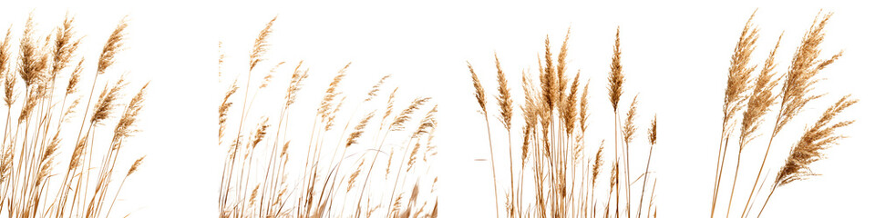 Naklejka na meble Closeup of a lush golden wheat field against a bright natural background in a picturesque rural landscape