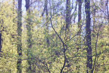 Wall Mural - spring forest, trees and young branches with foliage in the park, abstract background of nature