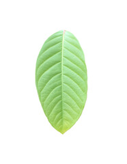 Wall Mural - isolated green leaves of queen crepe myrtle on white background with clipping paths.