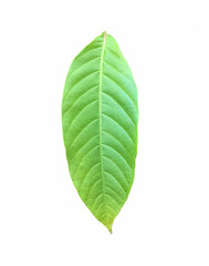 Wall Mural - isolated green leaves of queen crepe myrtle on white background with clipping paths.
