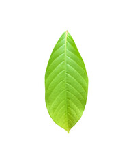 Wall Mural - isolated green leaves of queen crepe myrtle on white background with clipping paths.