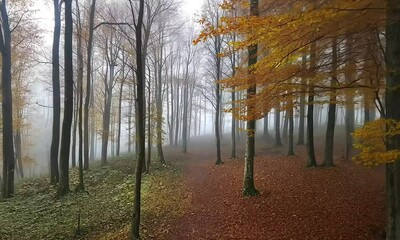 Wall Mural - Serene Autumn Forest Pathway Through Fog with Fall Foliage and Leaf-Strewn Ground in Mysterious Nature Scene