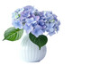 © Umer - Elegant display of vibrant blue hydrangeas in a white vase against a minimalist backdrop, capturing nature's beauty indoors during spring