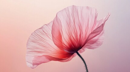 Poster - Soft pink petals gently unfold against a warm gradient background, embodying the tranquility of a peaceful morning. Nature's art enchants the soul with its grace