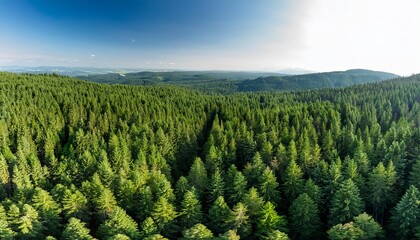dense foliage of evergreen pine trees stretching as far as the eye can see from a drone s bird s eye