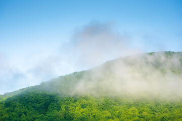 Wall Mural - nature background with mountain and fog evaporating to cloud. woods on the slope. beautiful view of 