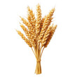 © ArzStudio - High-Quality Close-Up of an Ear of Wheat Isolated on a White Background for Agricultural and Culinary Use, on the transparent Background. PNG Format