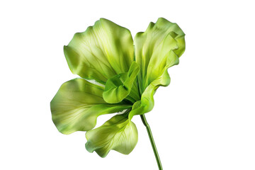 a vibrant green flower with soft petals stands gracefully against a light background, capturing the 