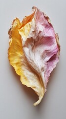 Aufkleber - A beautifully dried flower petal, blending shades of yellow and pink, lays gracefully on a soft, neutral backdrop. The intricate textures highlight nature's artistry and transient beauty