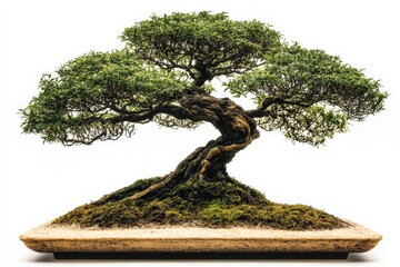 Aufkleber - Detailed view of a well-maintained bonsai tree showcasing artistry and nature's beauty in a serene setting outdoors