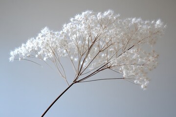 Poster - Delicate white flower branch with tiny blossoms against a neutral background highlighting its beauty