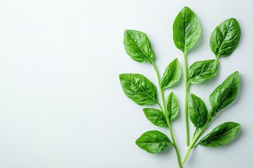 Poster - Fresh spinach leaves arranged neatly on a light surface ready for culinary use and healthy recipes
