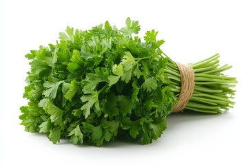 Poster - Fresh cilantro bouquet ready for culinary use in various dishes at home or restaurant kitchens