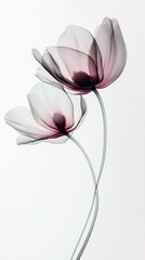 Poster - Two elegant flowers stand gracefully, their petals in gentle shades of pink and lavender, blending seamlessly against a soft white background, embodying tranquility and elegance