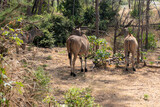 Eland pospolity, eland południowy lub antylopa eland - (Taurotragus oryx) piękne osobniki z ogromnymi rogami. Park Hallera w Kenii, Afryka