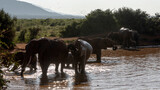Słoń afrykański (Loxodonta africana), rodzina przy wodopoju na sawannie w Park Narodowy Tsavo East, Kenia, Afryka