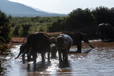 Słoń afrykański (Loxodonta africana), rodzina przy wodopoju na sawannie w Park Narodowy Tsavo East, Kenia, Afryka