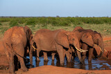 Słoń afrykański (Loxodonta africana), rodzina przy wodopoju na sawannie w Park Narodowy Tsavo East, Kenia, Afryka