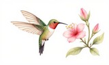 Colorful hummingbird by pink flower