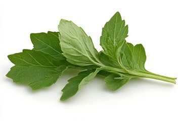 Poster - Fresh green herb leaves showcasing vibrant colors and intricate details featuring a healthy and natural appearance