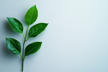 Poster - Fresh green leaves arranged on a plain background, showcasing natural beauty and vibrant colors in a minimalist style
