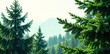 © Machita - Majestic evergreen branches against bright white, trees, evergreen trees