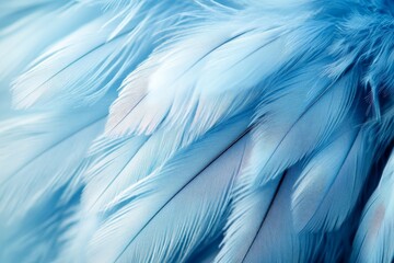 Poster - Soft blue feathers create a delicate texture in a close-up view of a bird's plumage during daylight