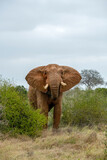 Słoń afrykański (Loxodonta africana), ogromny samiec na sawannie, Park Narodowy Tsavo i rezerwat wzgórz Taita, Kenia