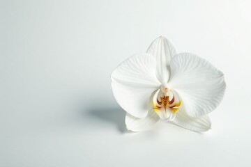 Wall Mural - Delicate white orchid blossom on stark white backdrop, bloom, still life, flower