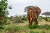 Słoń afrykański (Loxodonta africana), samiec w Park Narodowy Tsavo East, Kenia, Afryka