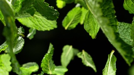 Poster - Super Slow Motion of Flying Fresh Mint Leaves, Isolated on Black Background. Filmed on High Speed Cinema Camera, 1000 fps.