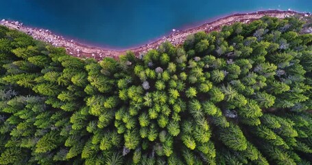 Wall Mural - aerial view of a pine trees forest by a coast of blue lake shoreline nature landscape