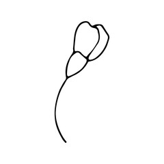 Poster - flower spring hand drawn