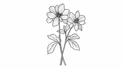  Elegant line art drawing of two dahlias, stems, and leaves on white background; perfect for greeting cards or website design