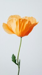 Poster - Bright orange petals unfurl gracefully, capturing the essence of a spring bloom. A single stem supports the flower, creating a striking contrast against a minimalist backdrop