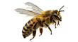 © Candra - A detailed close-up of a honeybee in flight, showcasing its furry body, striped abdomen, and delicate, transparent wings against a black background.