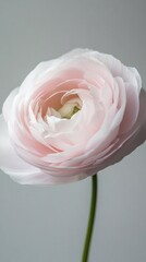 Aufkleber - A stunning ranunculus flower with pale pink petals unfurls gracefully, revealing its intricate layers. The soft gray backdrop enhances the flower's natural elegance in this serene moment